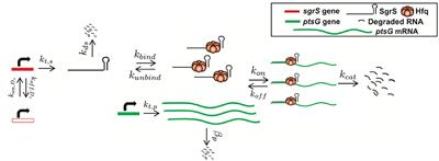 Stochastic Analysis Demonstrates the Dual Role of Hfq in Chaperoning E. coli Sugar Shock Response